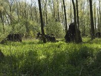 NL, Noord-Brabant, Baarle-Nassau, Halsche Beemden 53, Saxifraga-Willem van Kruijsbergen