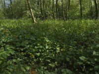 NL, Noord-Brabant, Baarle-Nassau, Halsche Beemden 58, Saxifraga-Willem van Kruijsbergen