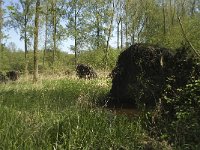 NL, Noord-Brabant, Baarle-Nassau, Halsche Beemden 62, Saxifraga-Willem van Kruijsbergen