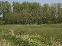 NL, Noord-Brabant, Baarle-Nassau, Halsche Beemden 65, Saxifraga-Willem van Kruijsbergen