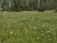 NL, Noord-Brabant, Baarle-Nassau, Halsche Beemden 67, Saxifraga-Willem van Kruijsbergen