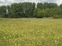 NL, Noord-Brabant, Baarle-Nassau, Halsche Beemden 78, Saxifraga-Willem van Kruijsbergen