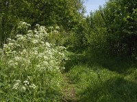 NL, Noord-Brabant, Baarle-Nassau, Het Merkske 1, Saxifraga-Marijke Verhagen