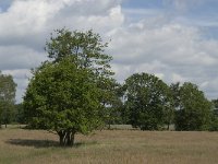 NL, Noord-Brabant, Baarle-Nassau, Hoekbeemden 1, Saxifraga-Jan van der Straaten