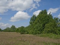 NL, Noord-Brabant, Baarle-Nassau, Hoekbeemden 12, Saxifraga-Jan van der Straaten