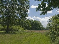 NL, Noord-Brabant, Baarle-Nassau, Hoekbeemden 14, Saxifraga-Jan van der Straaten