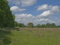 NL, Noord-Brabant, Baarle-Nassau, Hoekbeemden 2, Saxifraga-Jan van der Straaten