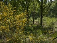 NL, Noord-Brabant, Baarle-Nassau, Hollandsche Bosschen 2, Saxifraga-Jan van der Straaten