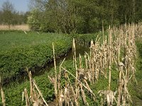 NL, Noord-Brabant, Baarle-Nassau, Kromme Hoek 11, Saxifraga-Jan van der Straaten