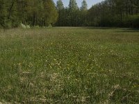 NL, Noord-Brabant, Baarle-Nassau, Kromme Hoek 17, Saxifraga-Jan van der Straaten