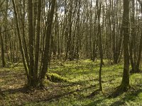 NL, Noord-Brabant, Baarle-Nassau, Kromme Hoek 2, Saxifraga-Jan van der Straaten