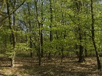 NL, Noord-Brabant, Baarle-Nassau, Kromme Hoek 20, Saxifraga-Jan van der Straaten