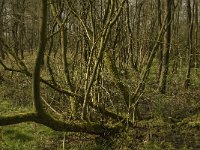 NL, Noord-Brabant, Baarle-Nassau, Kromme Hoek 25, Saxifraga-Jan van der Straaten