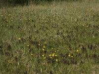 NL, Noord-Brabant, Baarle-Nassau, Kromme Hoek 44, Saxifraga-Willem van Kruijsbergen,