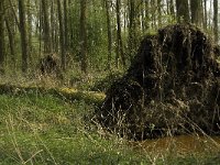 NL, Noord-Brabant, Baarle-Nassau, Kromme Hoek 8, Saxifraga-Jan van der Straaten