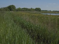 NL, Noord-Brabant, Baarle-Nassau, Raijkens Schoor 1, Saxifraga-Jan van der Straaten