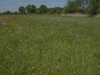 NL, Noord-Brabant, Baarle-Nassau, Raijkens Schoor 3, Saxifraga-Jan van der Straaten