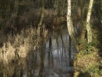 NL, Noord-Brabant, Bergeijk, Beekloop 13, Saxifraga-Marijke Verhagen