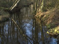 NL, Noord-Brabant, Bergeijk, Beekloop 15, Saxifraga-Jan van der Straaten