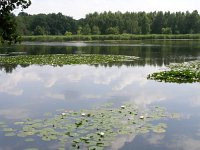 NL, Noord-Brabant, Bergeijk, De Maaij 3, Saxifraga-Henk Sierdsema