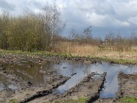 NL, Noord-Brabant, Bergeijk, Enderbeemden 3, Saxifraga-Marijke Verhagen