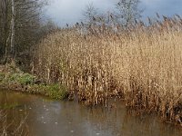 NL, Noord-Brabant, Bergeijk, Enderbeemden 8, Saxifraga-Marijke Verhagen