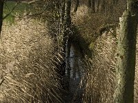 NL, Noord-Brabant, Bergeijk, Keunensloop 5, Saxifraga-Marijke Verhagen