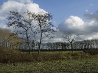 NL, Noord-Brabant, Bergeijk, Liskens 6, Saxifraga-Jan van der Straaten