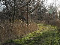 NL, Noord-Brabant, Bergeijk, Liskes Visvijver 5, Saxifraga-Marijke Verhagen