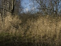 NL, Noord-Brabant, Bergeijk, Pastoorsweijer 1, Saxifraga-Jan van der Straaten