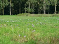 NL, Noord-Brabant, Bergeijk, Pelterheggen in Plateaux-Hageven 3, Saxifraga-Tom Heijnen