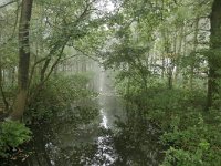 NL, Noord-Brabant, Bergeijk, Plateaux-Hageven 3, Saxifraga-Tom Heijnen