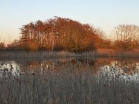 NL, Noord-Brabant, Bergeijk, Visvijvers Bergeijk (Liskes) 11, Saxifraga-Tom Heijnen