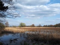 NL, Noord-Brabant, Bergeijk, Visvijvers Bergeijk (Liskes) 13, Saxifraga-Tom Heijnen