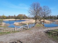 NL, Noord-Brabant, Bergeijk, Visvijvers Bergeijk (Liskes) 14, Saxifraga-Tom Heijnen