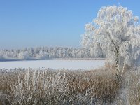 NL, Noord-Brabant, Bergeijk, Visvijvers Bergeijk (Liskes) 3, Saxifraga-Tom Heijnen