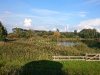 NL, Noord-Brabant, Bergeijk, Visvijvers Bergeijk (Liskes) 5, Saxifraga-Tom Heijnen