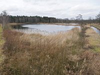 NL, Noord-Brabant, Bergeijk, Visvijvers Bergeijk (Liskes) 6, Saxifraga-Tom Heijnen