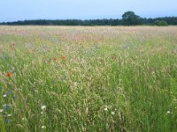 NL, Noord-Brabant, Bergeijk, Weijerkens 3, Saxifraga-Tom Heijnen