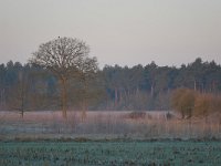 NL, Noord-Brabant, Bergeijk, Weijerkens 4, Saxifraga-Tom Heijnen