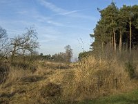 NL, Noord-Brabant, Bergeijk, Zwarte Horstweijer 10, Saxifraga-Jan van der Straaten