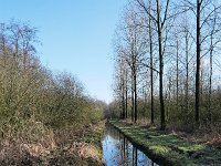 NL, Noord-Brabant, Bladel, Beersbroek 12, Saxifraga-Tom Heijnen