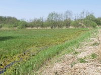 NL, Noord-Brabant, Bladel, Beersbroek 5, Saxifraga-Tom Heijnen