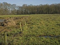 NL, Noord-Brabant, Bladel, Beerze, Westelbeersche Broek 6, Saxifraga-Jan van der Straaten