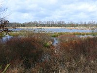 NL, Noord-Brabant, Bladel, Cartierheide 1, Saxifraga-Tom Heijnen