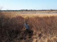 NL, Noord-Brabant, Bladel, Cartierheide 2, Saxifraga-Tom Heijnen