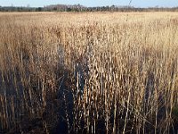 NL, Noord-Brabant, Bladel, Cartierheide 3, Saxifraga-Tom Heijnen