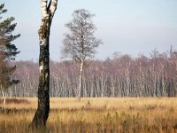 NL, Noord-Brabant, Bladel, De Goorloop in Boswachterij De Kempen 1, Saxifraga-Tom Heijnen