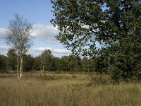 NL, Noord-Brabant, Bladel, Grijze Steen 6, Saxifraga-Jan van der Straaten