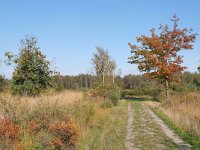 NL, Noord-Brabant, Bladel, Neterselsche Heide 1, Saxifraga-Tom Heijnen